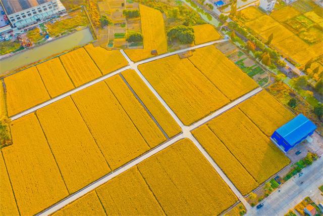 【大國糧策】常州天寧:千方百計(jì)穩(wěn)定糧食生產(chǎn),發(fā)力重要農(nóng)產(chǎn)品穩(wěn)產(chǎn)保供