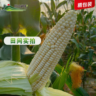 [白糯玉米種子批發]山西運城垣曲縣玉米種子 22.80元/袋白糯 _ 一畝田