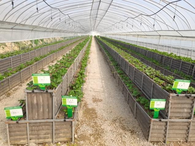 農民種業品字型與傳統種植田間對比(3)