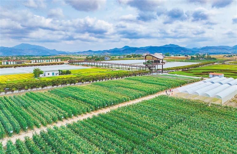 海墾集團堅持“項目為王”，多舉措推進產業升級與墾地融合