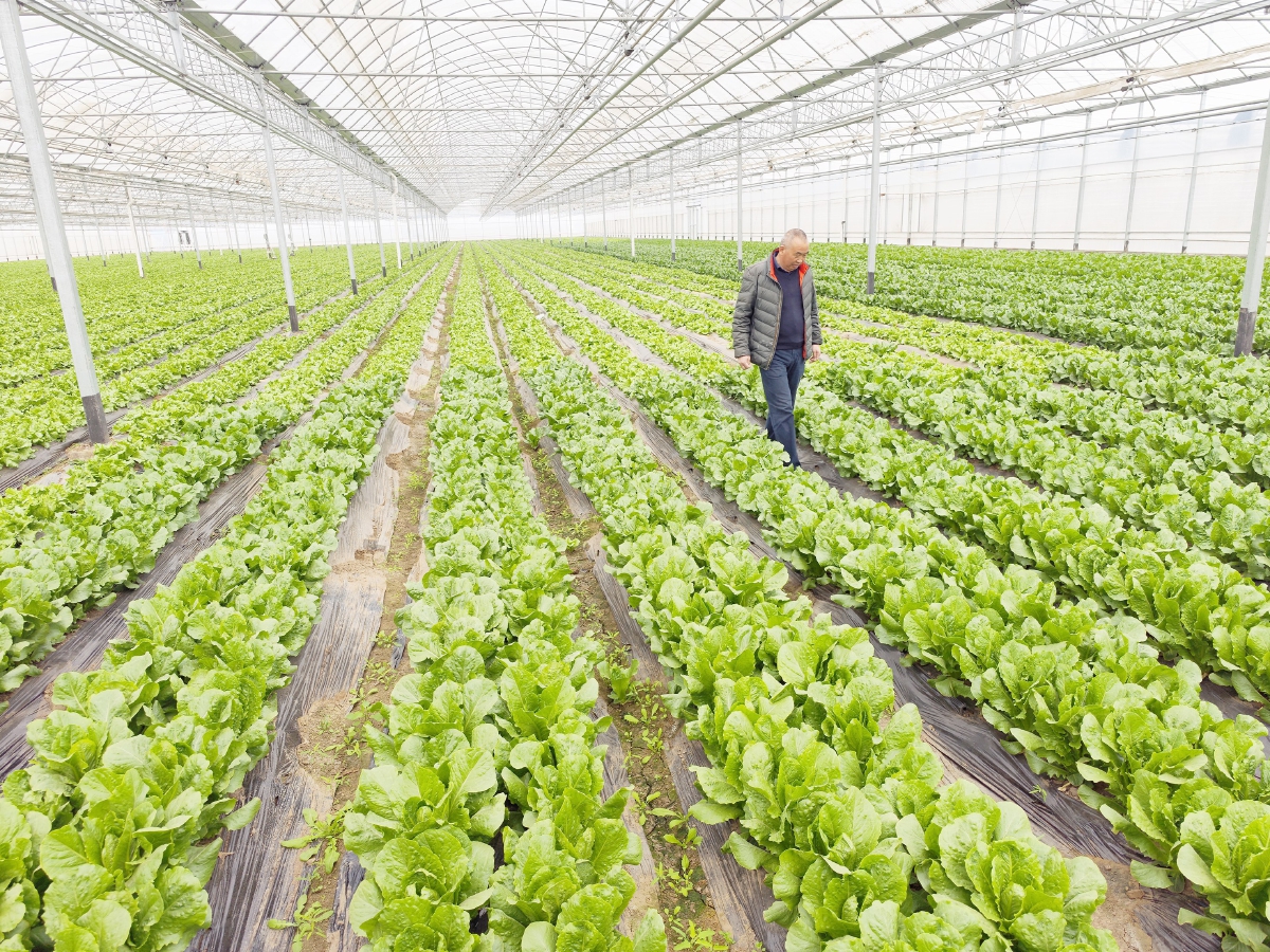 國(guó)際種業(yè)園區(qū)培育上百個(gè)新品種，推動(dòng)農(nóng)業(yè)現(xiàn)代化發(fā)展