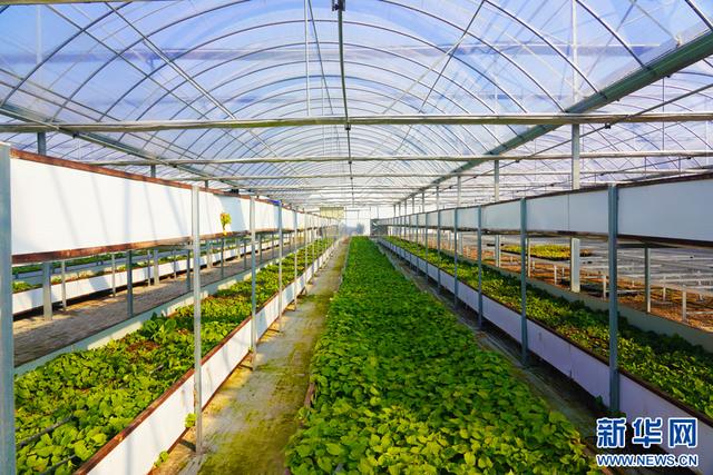 深圳市農檢中心舉辦專題宣講 筑牢安全屏障，護航種業安全